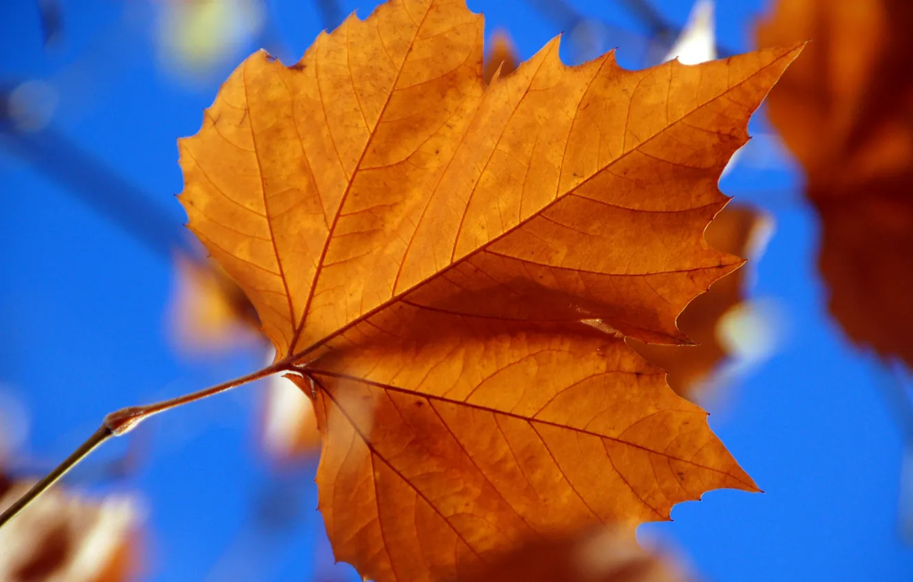 Photo wallpaper autumn, sheet, maple