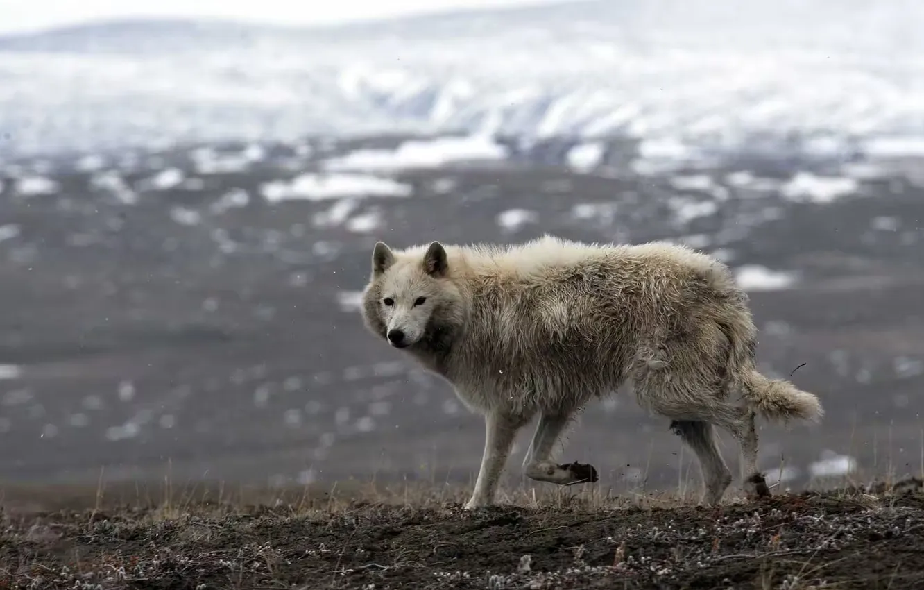 Photo wallpaper nature, Gray Wolf, face, animal, wolf, canis lupus, wildlife, head