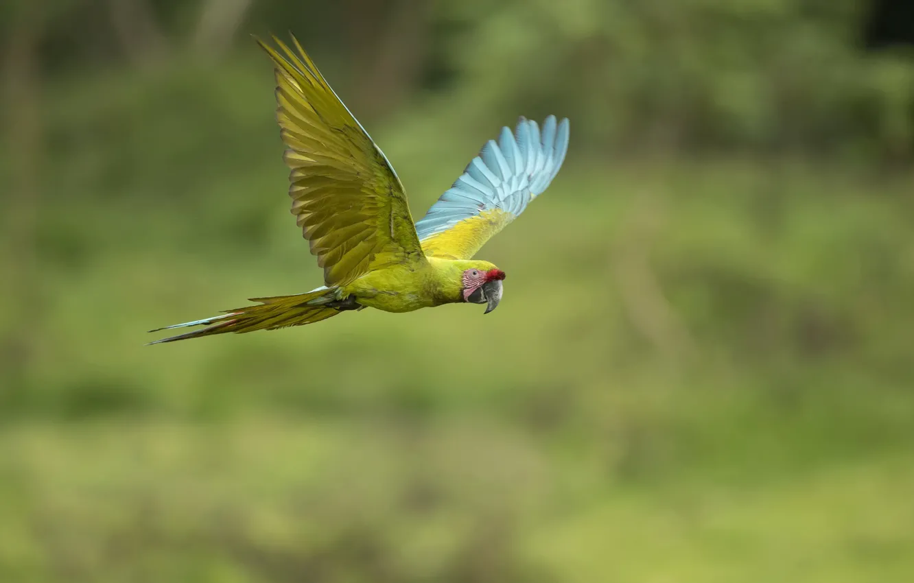 Photo wallpaper flight, bird, Parrot, Ara