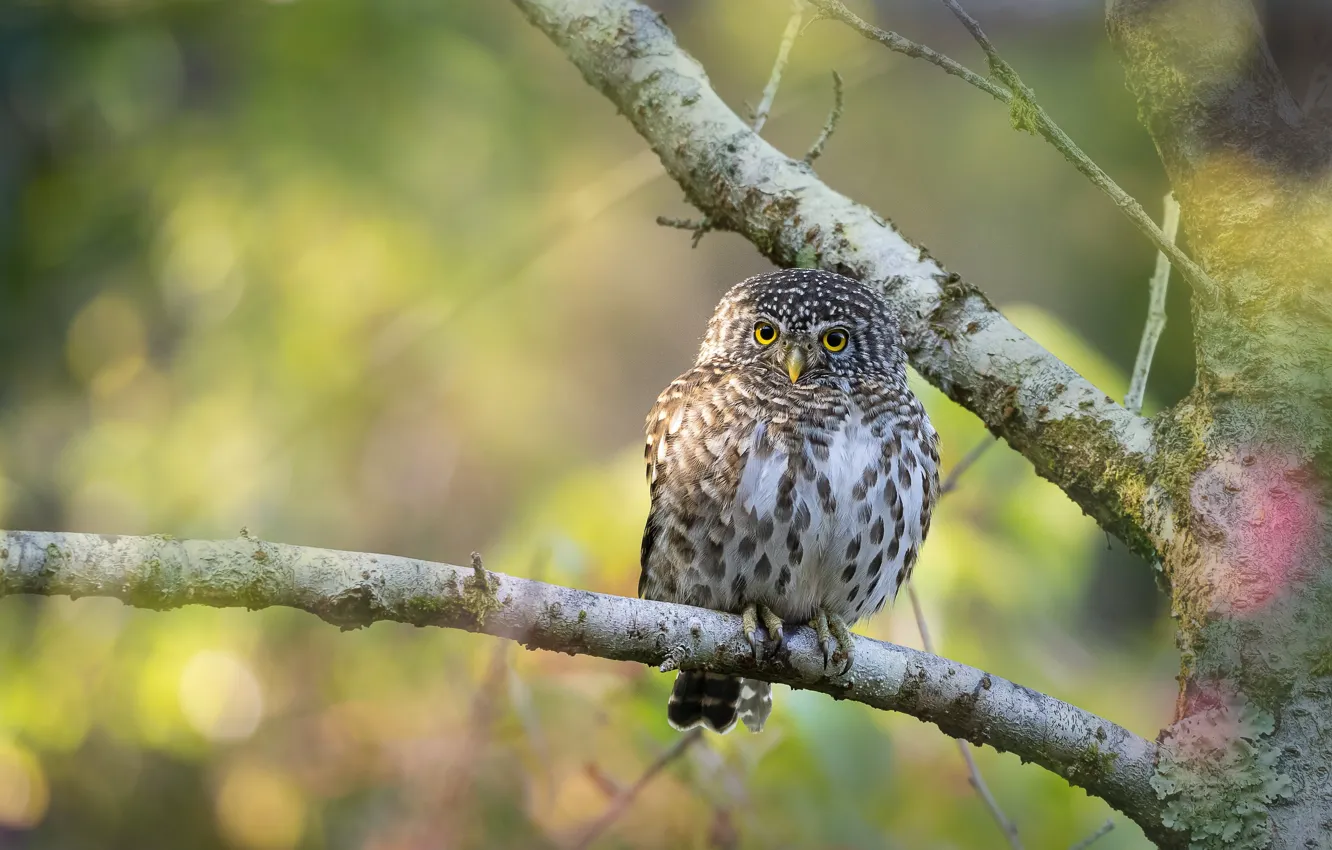 Photo wallpaper branches, owl, bird, owl