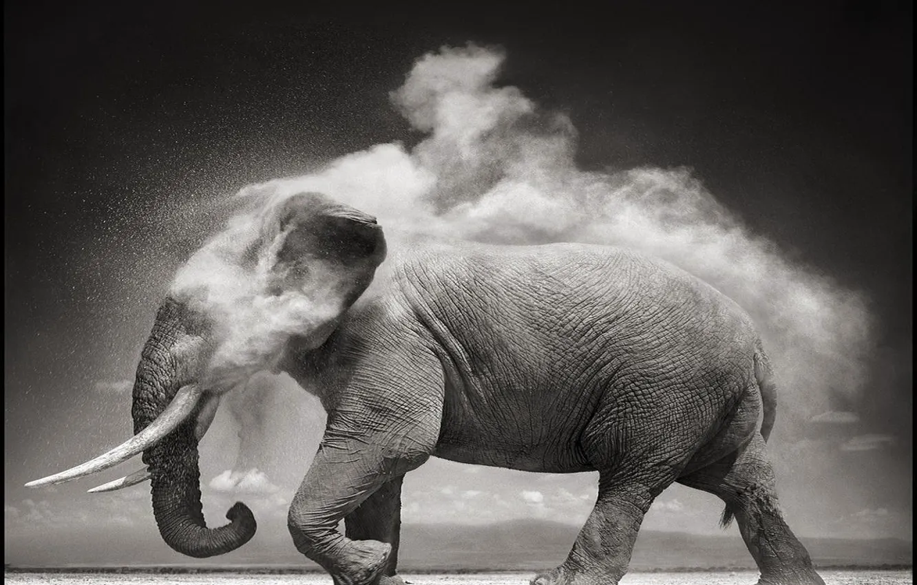 Photo wallpaper elephant, dust, b/W