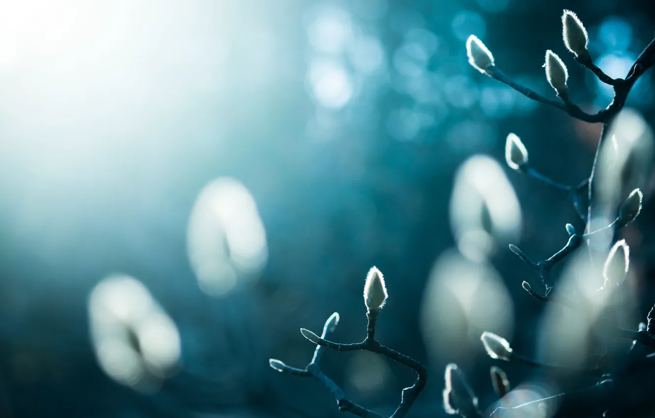 Photo wallpaper light, nature, background, blur, spring, kidney, Verba, bokeh