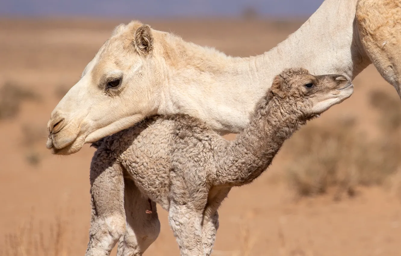 Photo wallpaper nature, background, camel