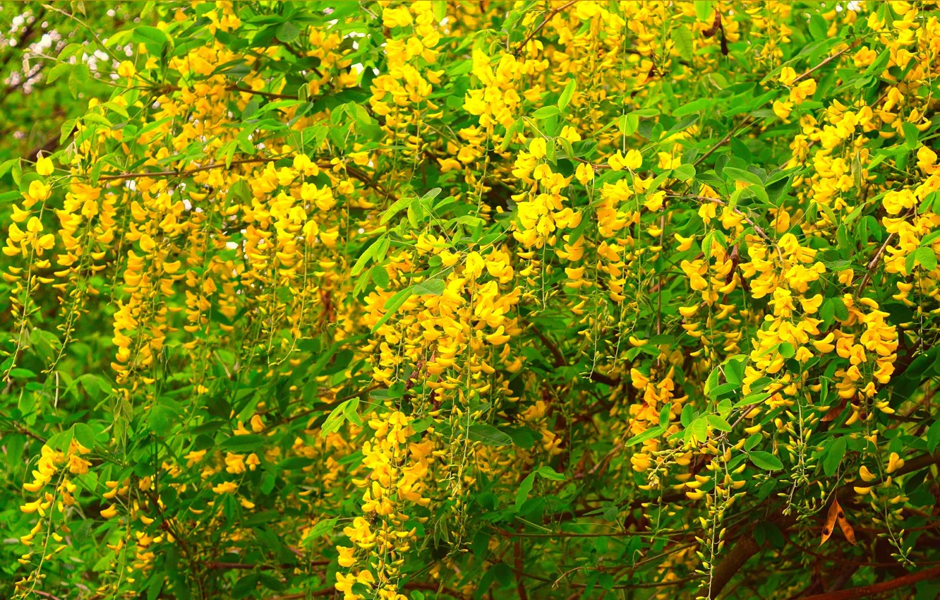 Photo wallpaper spring, flowering, spring, yellow flowers, Flowering, Yellow flowers