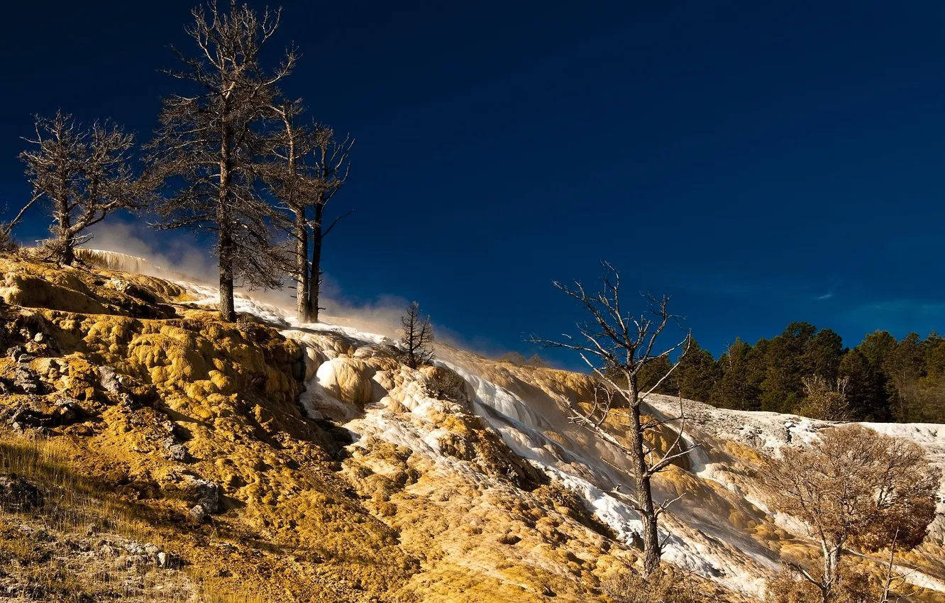 Photo wallpaper trees, pine, hill