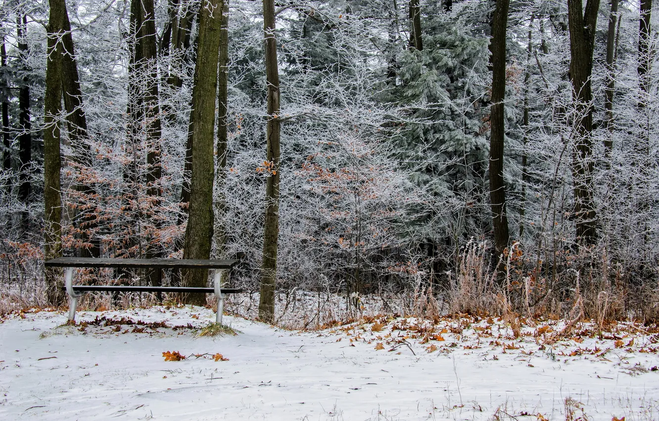 Photo wallpaper Ontario, FALLEN LEAVES, Homer Watson Park Lookout
