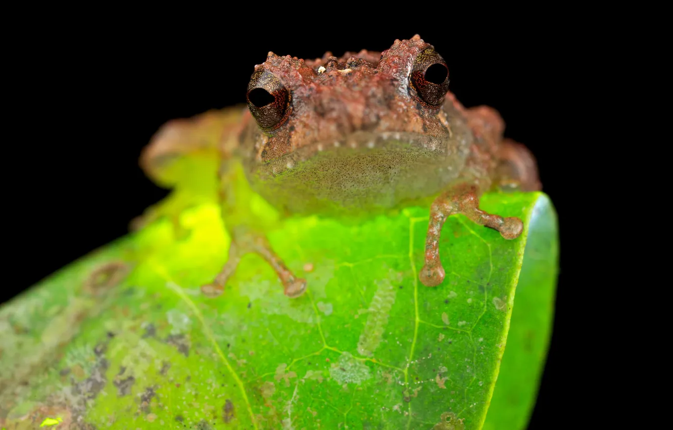 Photo wallpaper frog, Frog, Philautus petersi