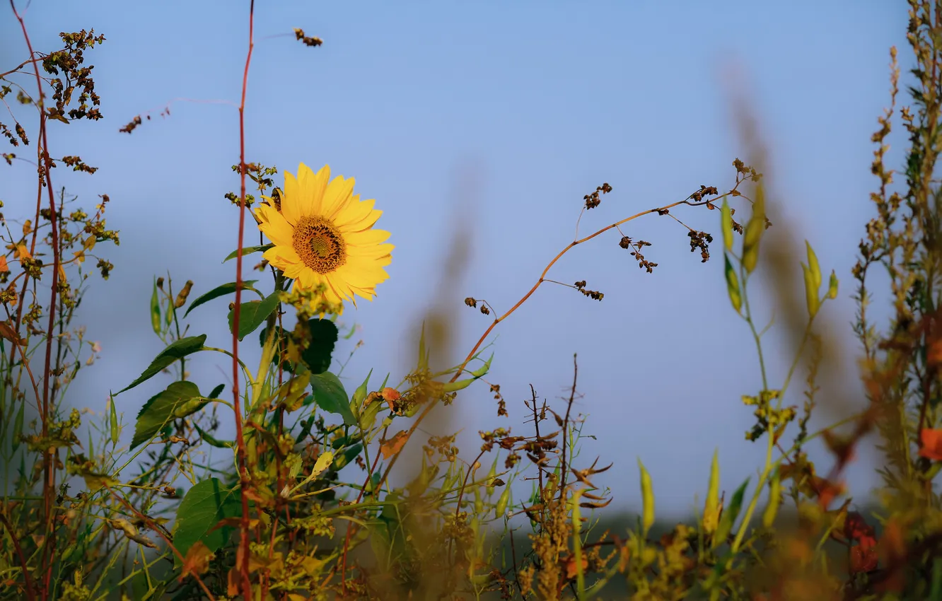 Photo wallpaper the sky, macro, sunflowers, flowers, plant
