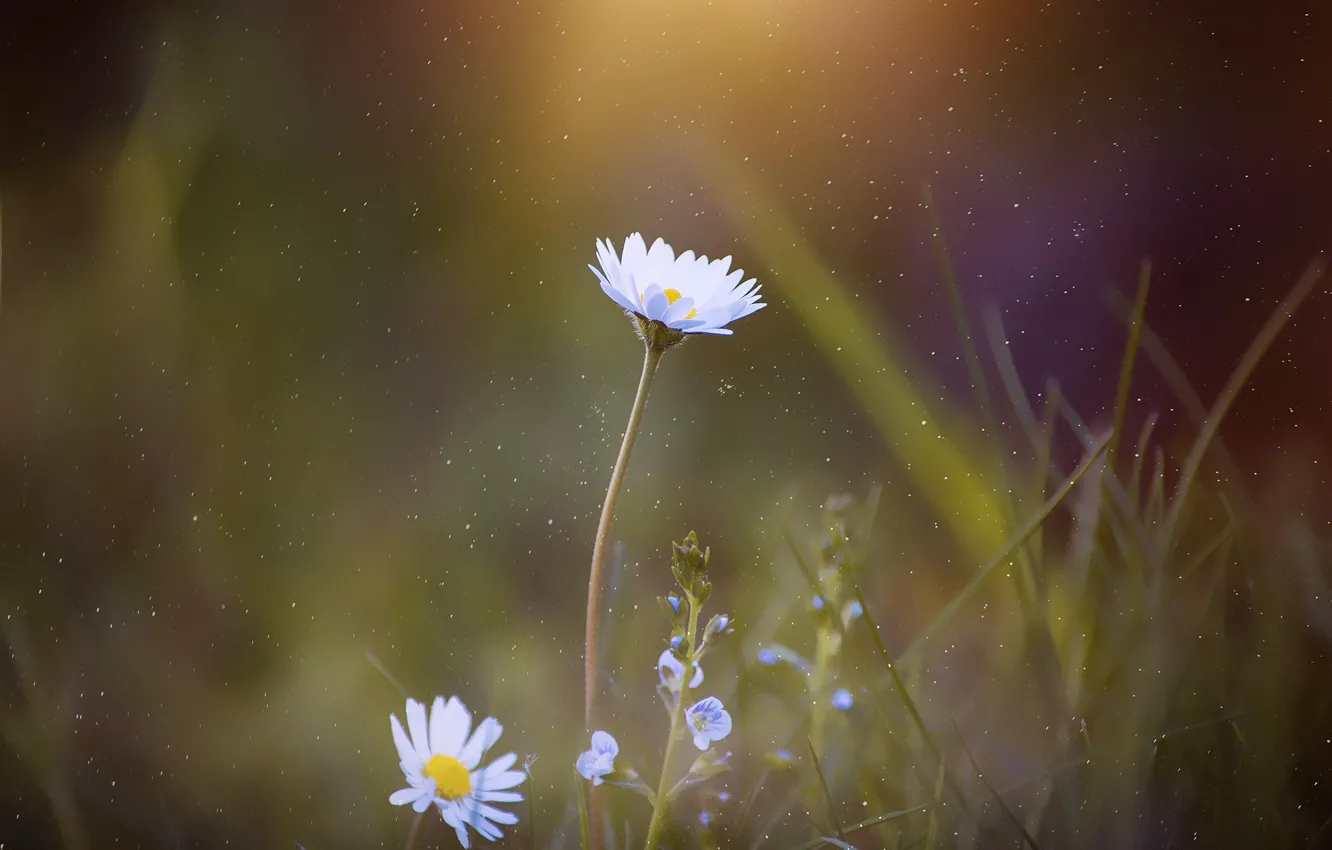 Photo wallpaper macro, flowers, nature, chamomile, flora, chamomile, by Pixabay, White Daisy Flower