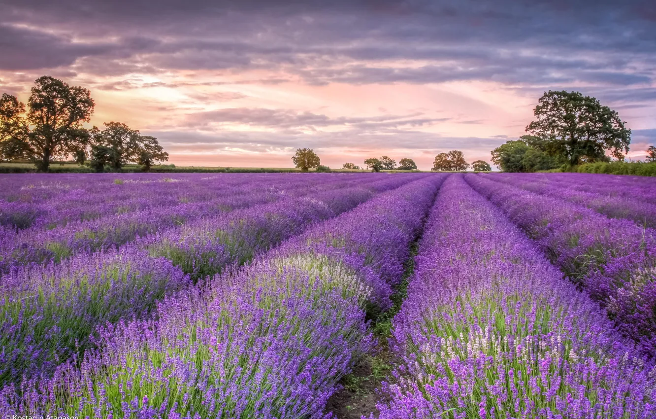 Photo wallpaper field, trees, flowers, lavender, zakad