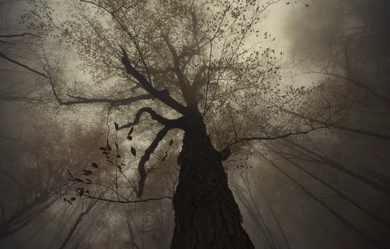 Photo wallpaper trees, fog, bird, Armenia