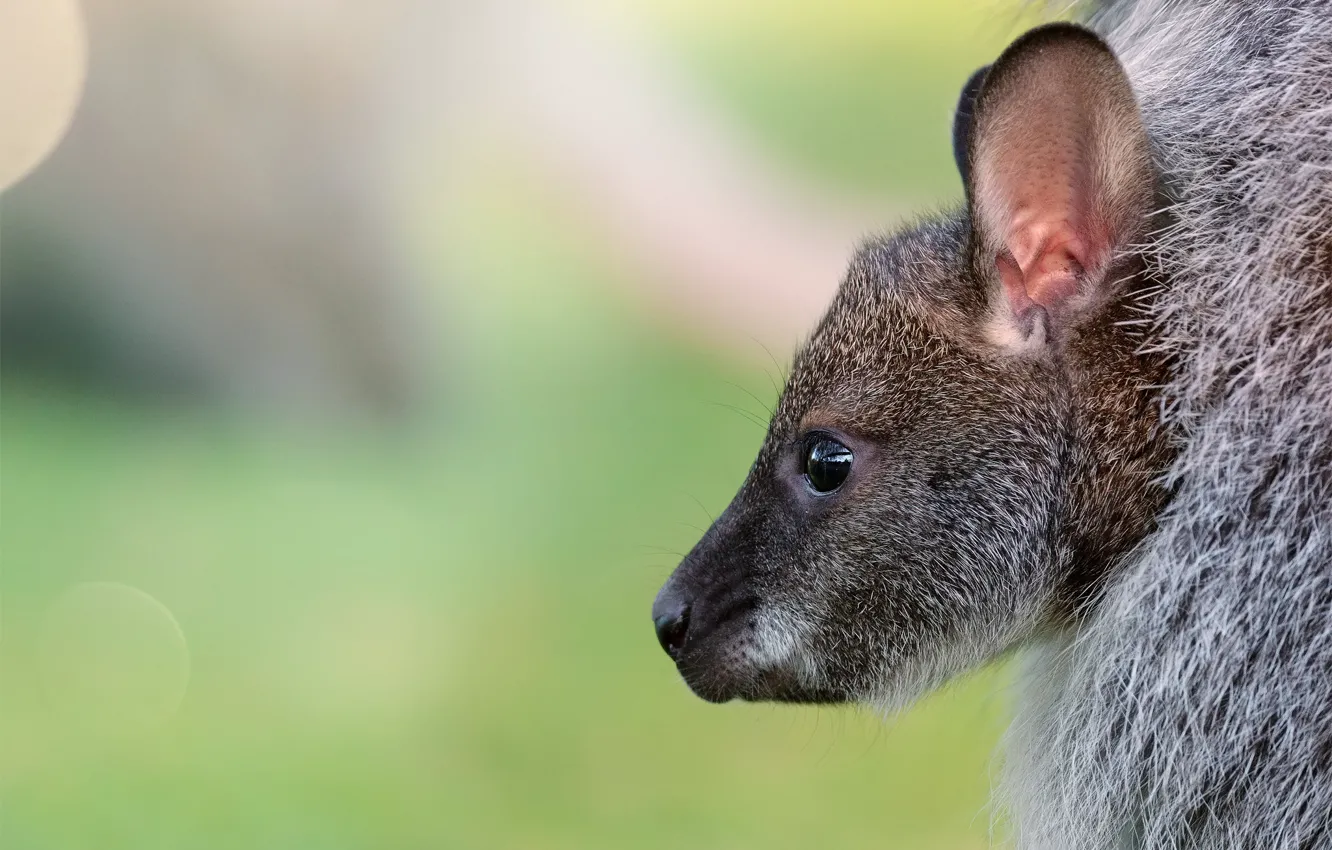 Photo wallpaper background, kangaroo, cub, face, bokeh, kangaroo