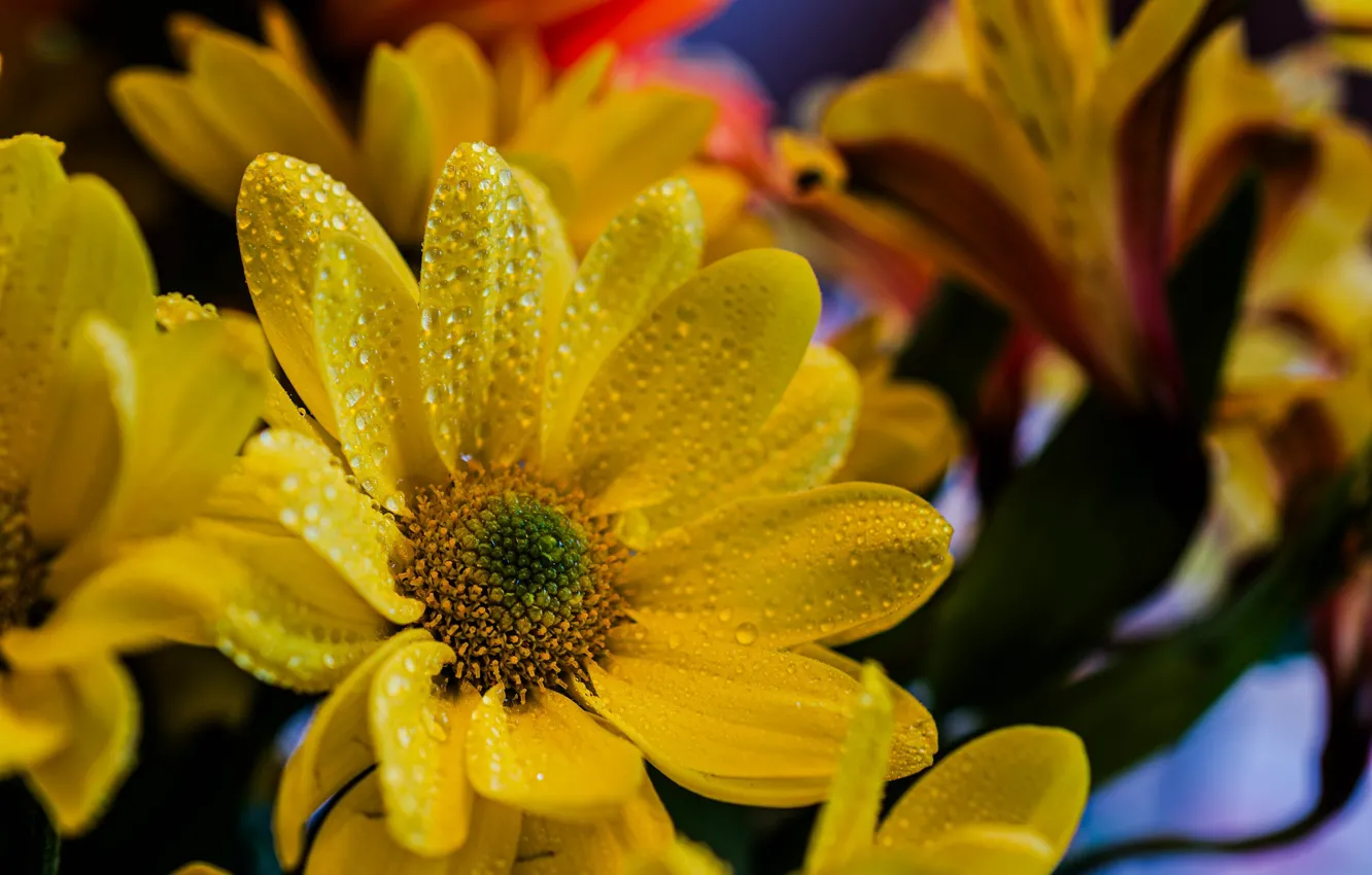 Photo wallpaper flower, macro, yellow, chrysanthemum