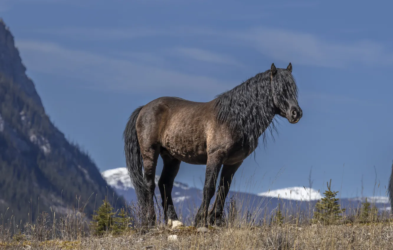 Photo wallpaper field, the sky, mountains, blue, horse, horse