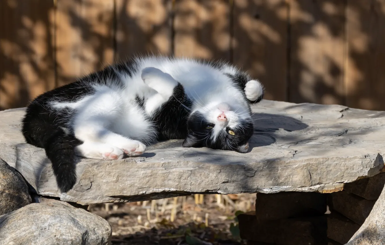 Photo wallpaper cat, cat, look, nature, pose, face