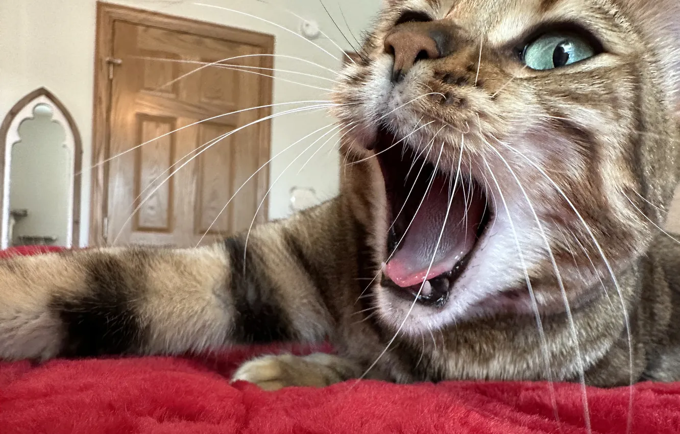 Photo wallpaper language, cat, cat, mustache, look, pose, the door, mouth