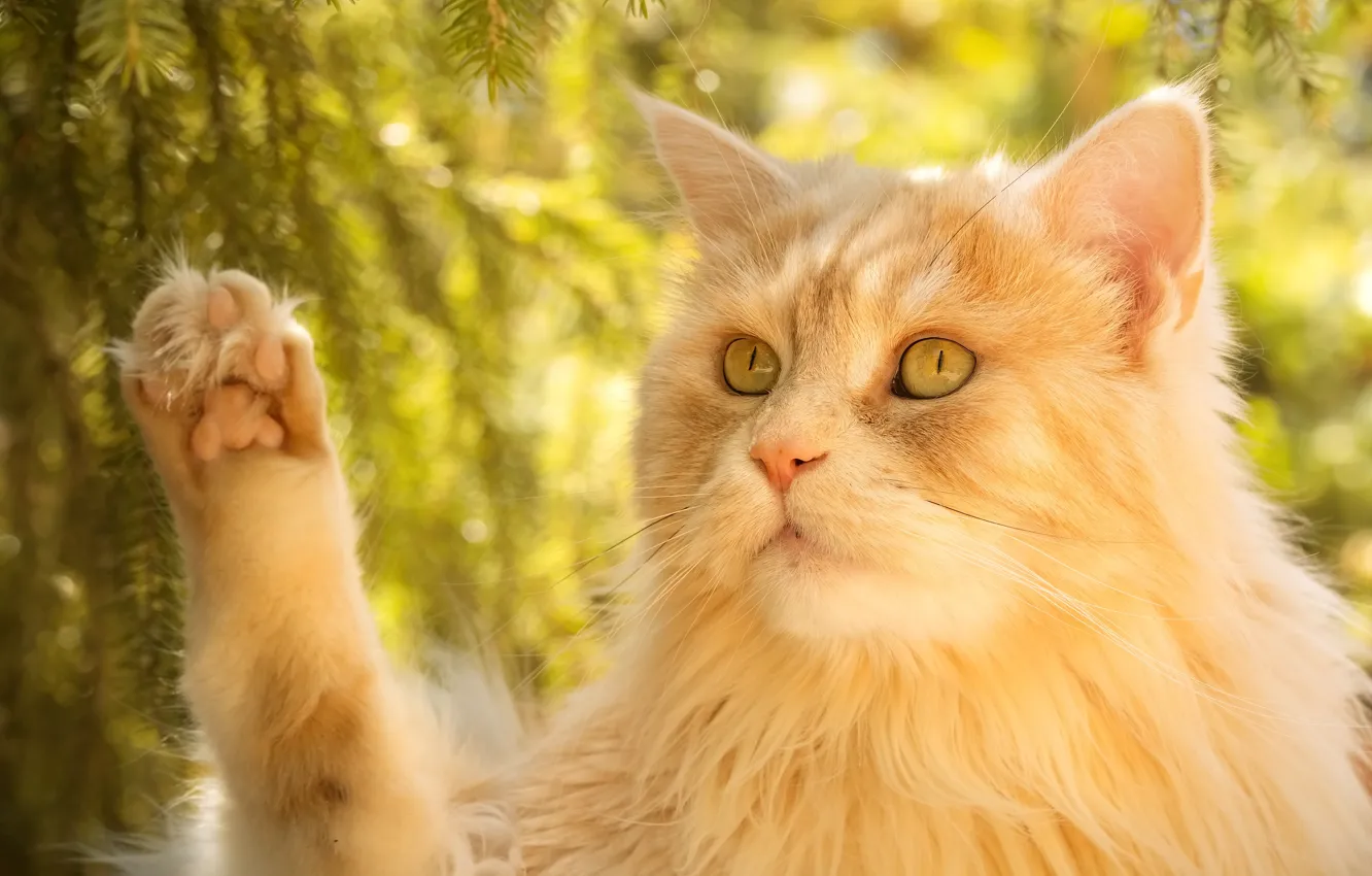 Photo wallpaper cat, face, branches, nature, pose, background, portrait, paws