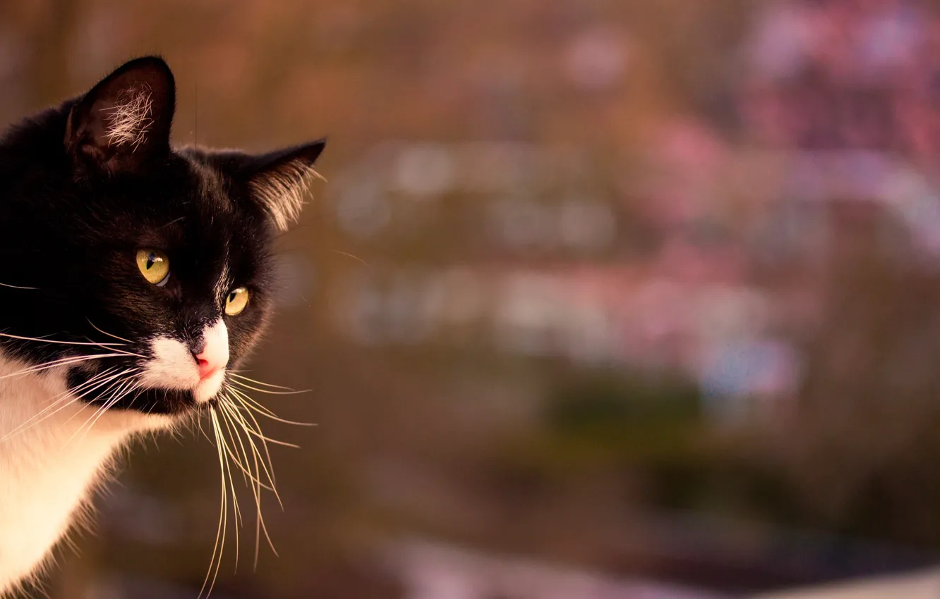 Photo wallpaper cat, mustache, black and white, looks