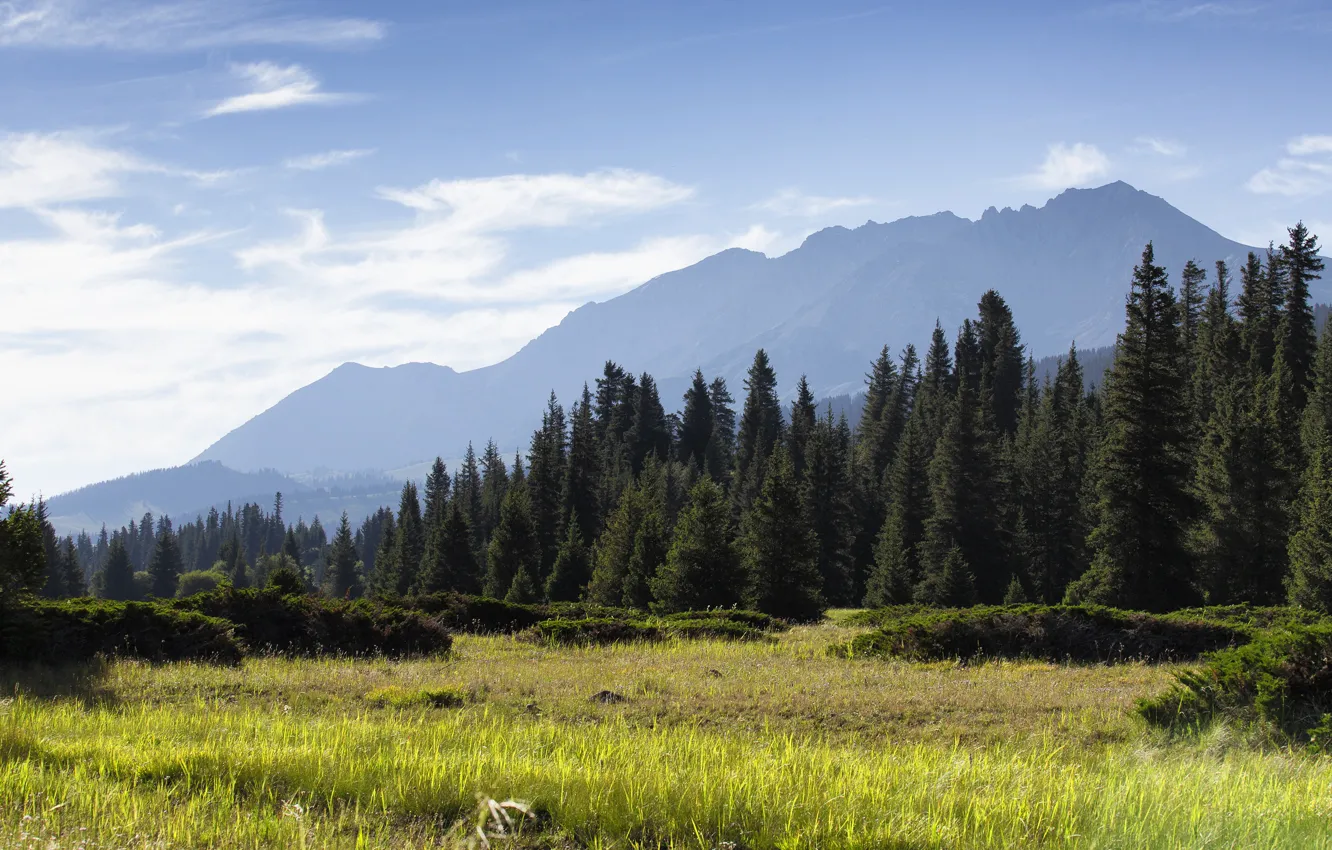 Photo wallpaper field, forest, summer, the sky, grass, clouds, mountains, fog