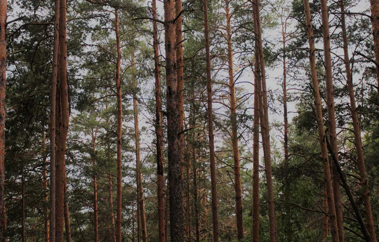 Photo wallpaper forest, trees, mountains, pine