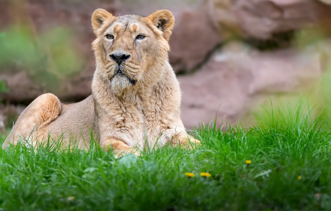 Photo wallpaper grass, face, lioness