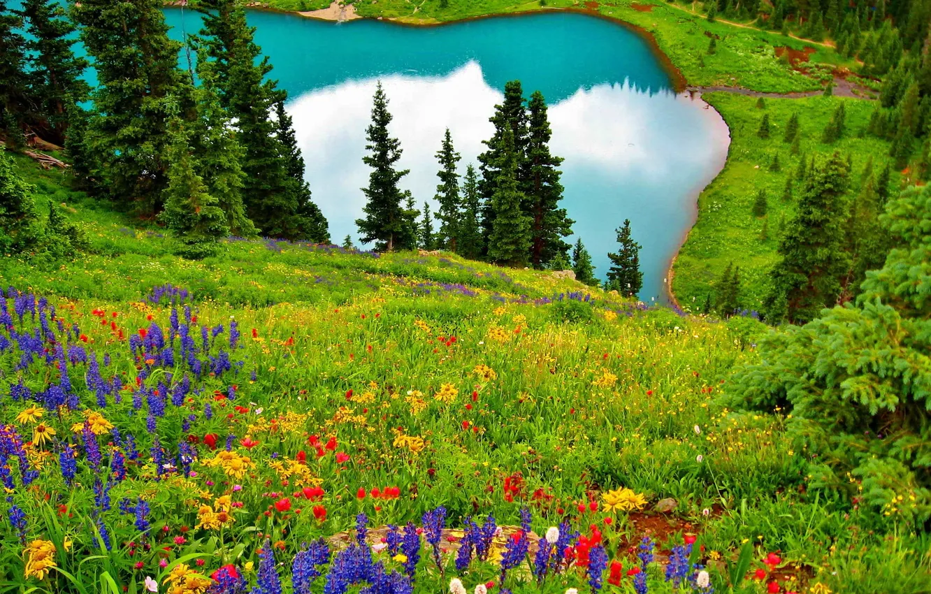 Photo wallpaper field, forest, grass, trees, landscape, flowers, nature, lake