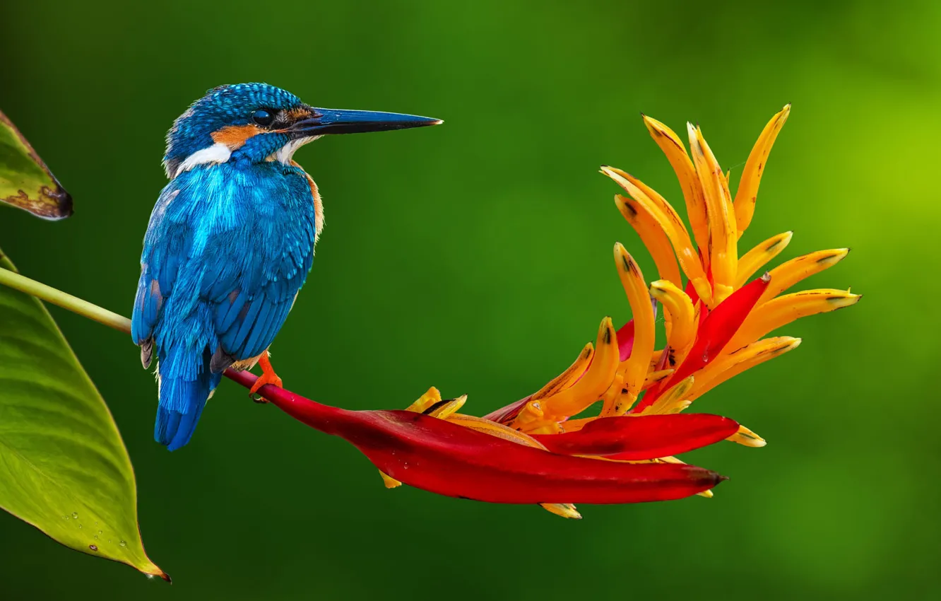 Photo wallpaper flower, nature, tropics, bird, stem, Kingfisher