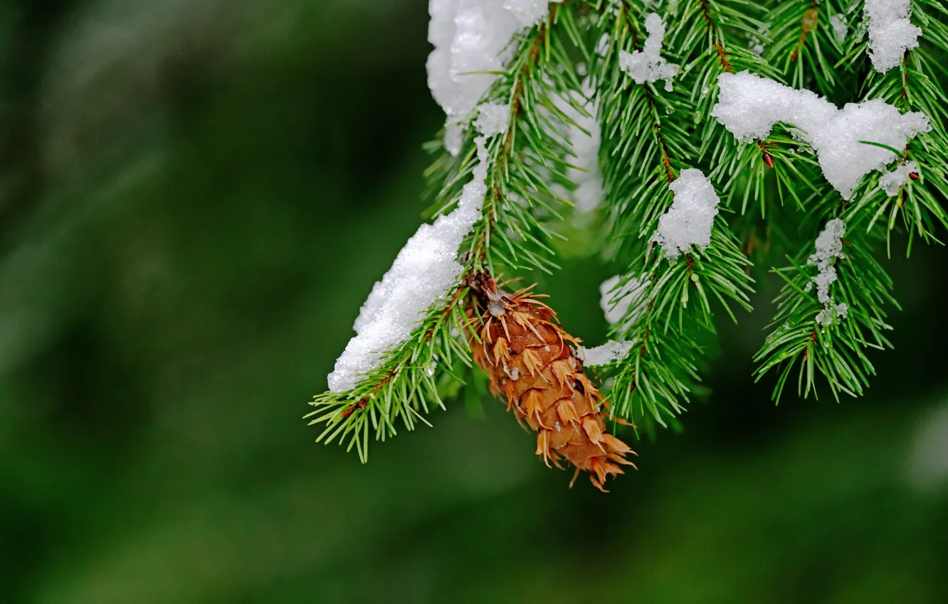 Photo wallpaper macro, snow, needles, branches, background, bumps, the Douglas fir