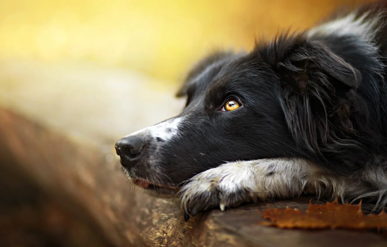 Photo wallpaper look, each, dog