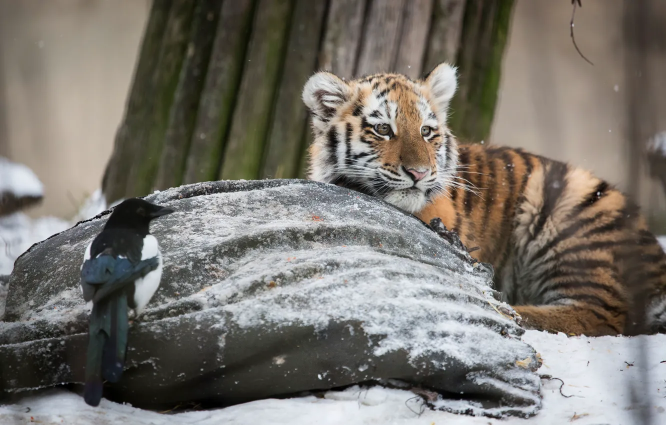 Photo wallpaper winter, snow, tiger, bird, tiger