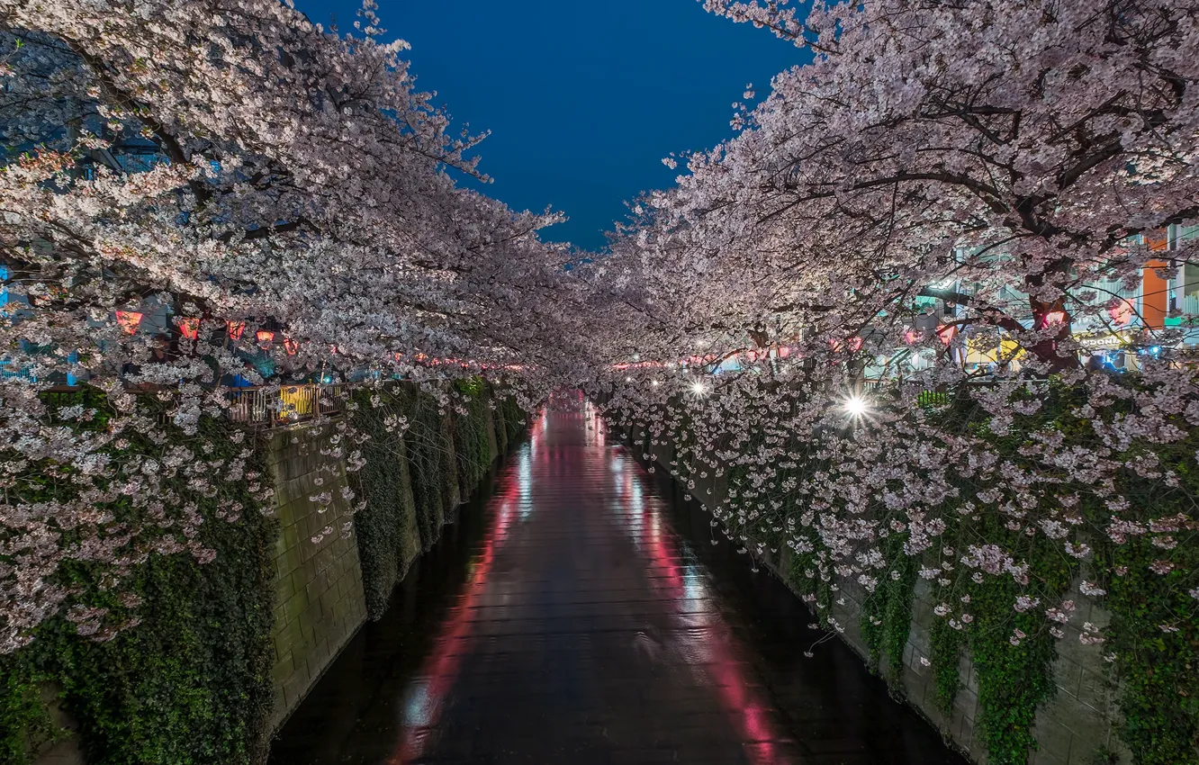 Photo wallpaper spring, Japan, Sakura, Tokyo, the Meguro river
