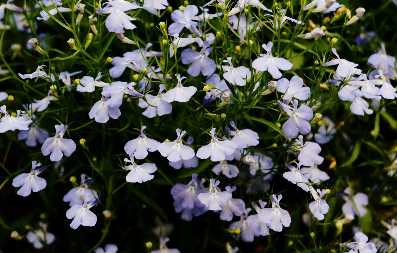 Photo wallpaper flowers, blue, nature
