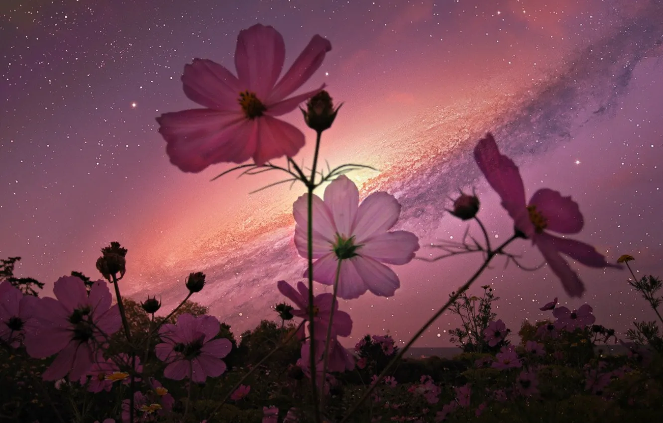 Photo wallpaper field, summer, the sky, stars, flowers, lilac, pink, field