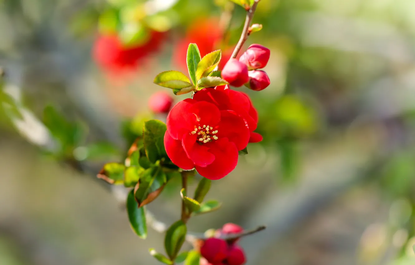 Photo wallpaper light, flowers, background, branch, spring, red, flowering, bokeh