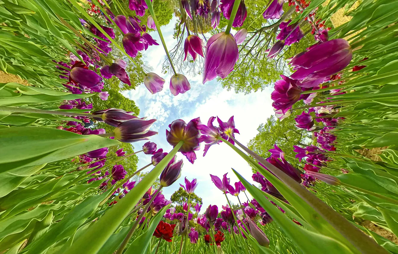 Photo wallpaper leaves, flowers, Park, beauty, spring, distortion, garden, stem