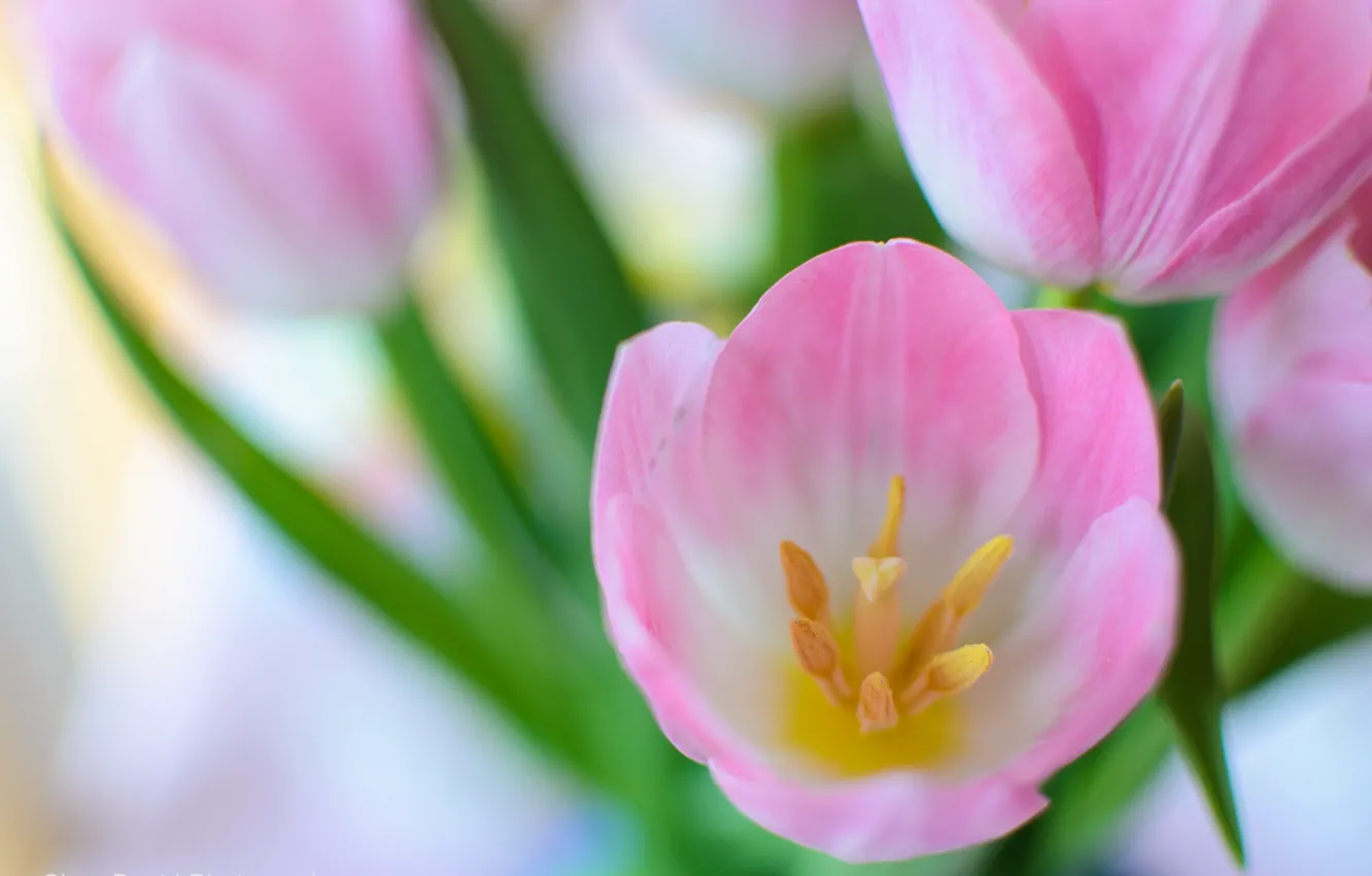 Photo wallpaper macro, bouquet, spring, tulips, pink