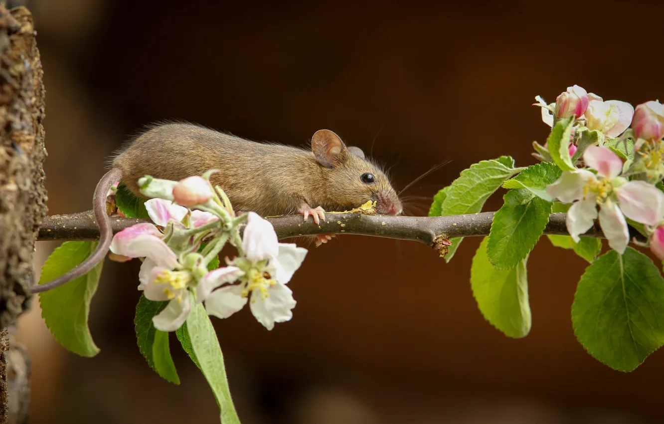 Photo wallpaper branches, mouse, tail, Apple