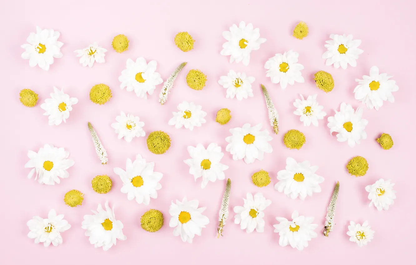 Photo wallpaper flowers, background, pink, pink, flowers, Yellow, chrysanthemum