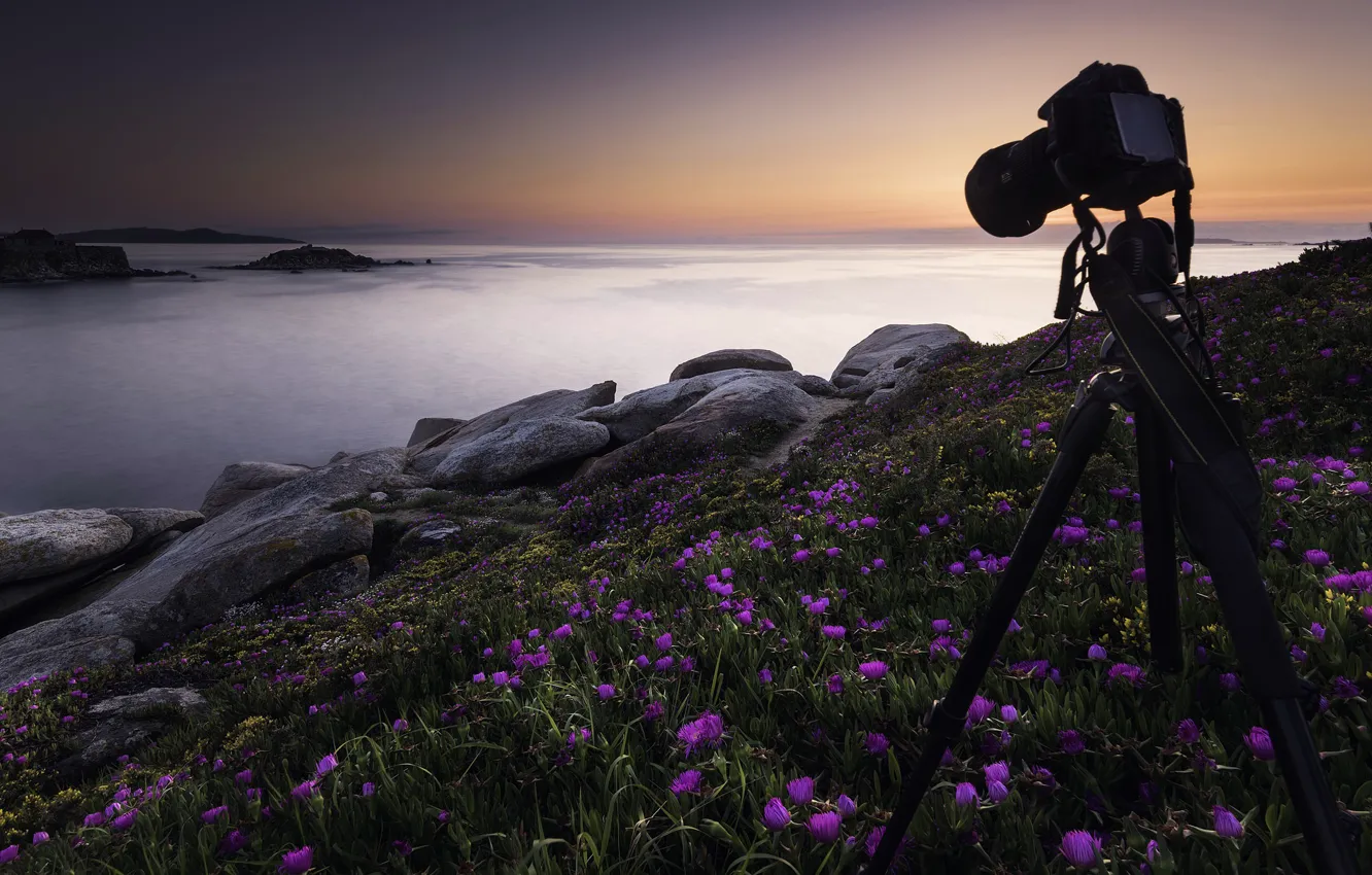Photo wallpaper sea, sunset, flowers, camera