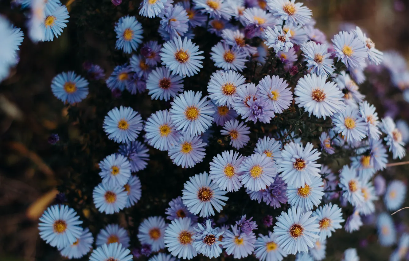 Photo wallpaper flowers, the dark background, garden, the bushes, a lot, lilac, autumn, asters