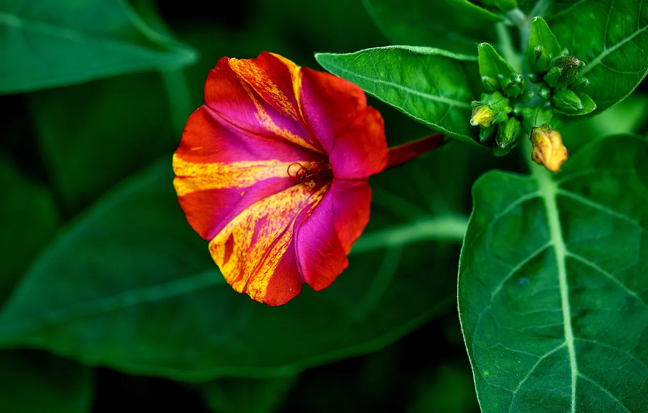 Photo wallpaper leaves, flowers, nature, petals