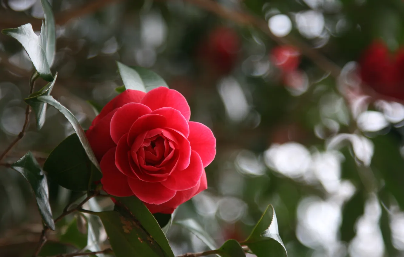 Photo wallpaper flower, leaves, rose, red