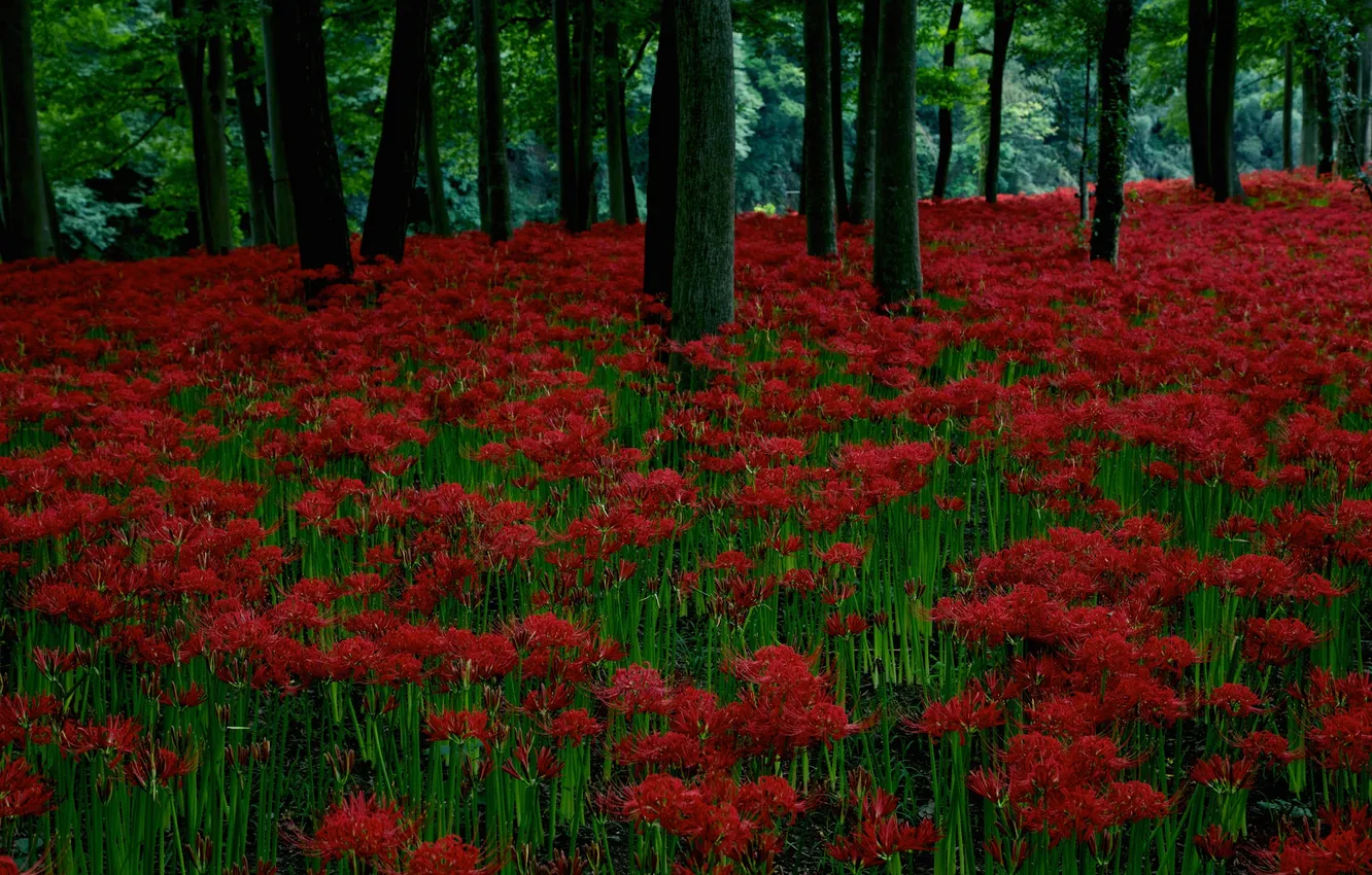 Photo wallpaper forest, grass, trees, flowers, the evening