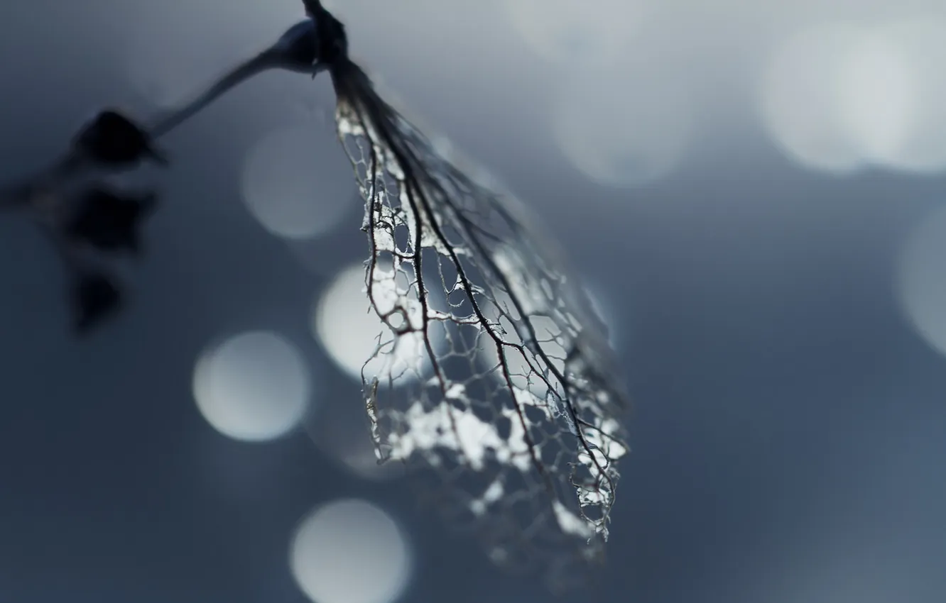 Photo wallpaper leaves, macro, nature