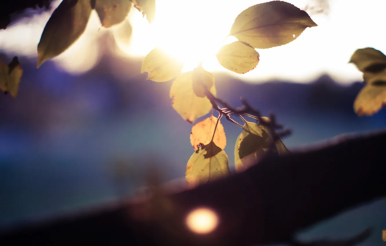 Photo wallpaper leaves, macro, nature