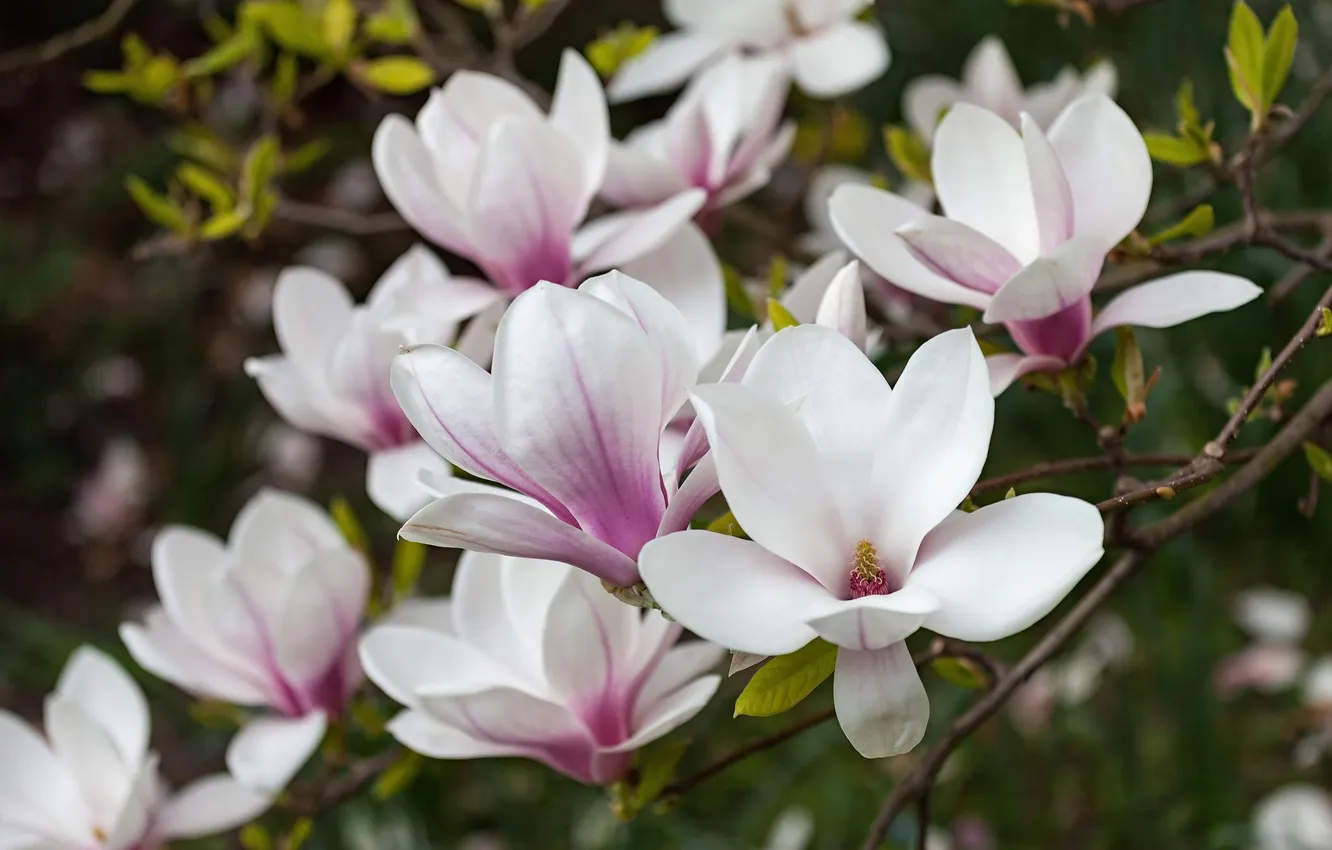 Photo wallpaper flowers, spring, Magnolia, Tulip tree