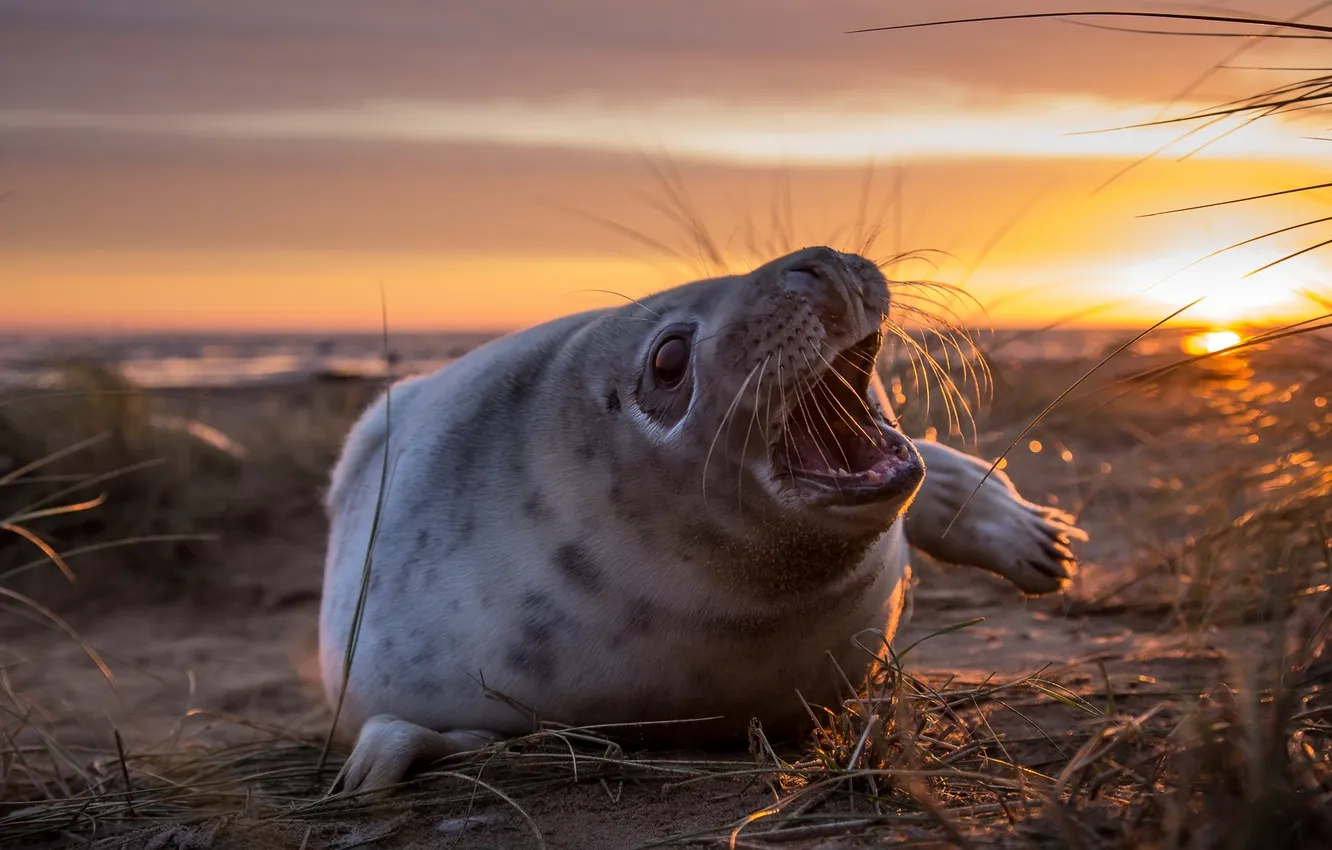 Photo wallpaper beach, dawn, morning, cub, Belek, grey seal
