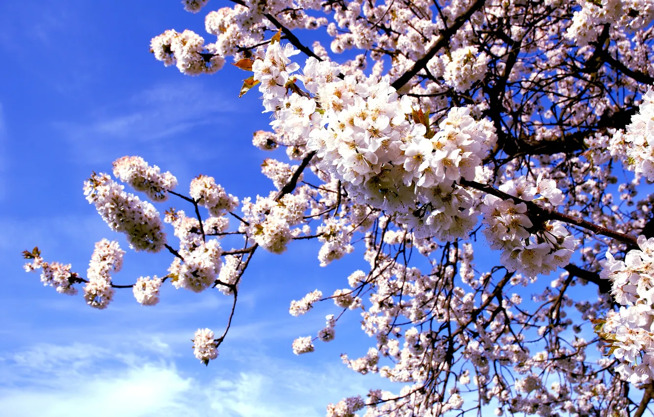 Photo wallpaper macro, trees, flowers, branches, nature, cherry, spring, Sakura