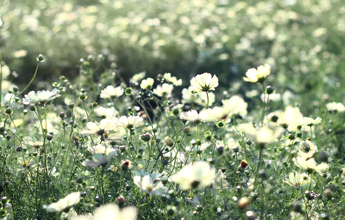 Photo wallpaper field, summer, grass, rays, light, flowers, nature, heat