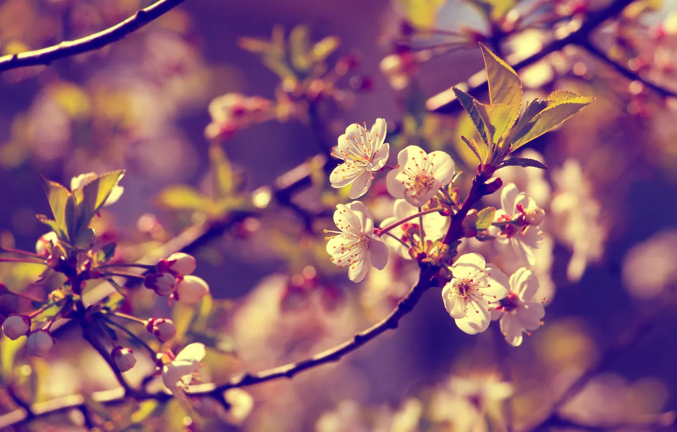 Photo wallpaper flower, spring, twig